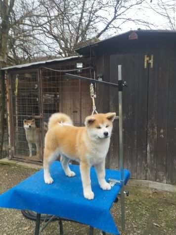 Cucciola di Akita Inu femmina con pedigree ENCI