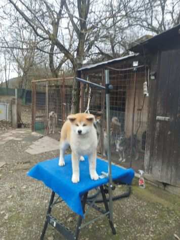 Cucciola di Akita Inu femmina con pedigree ENCI