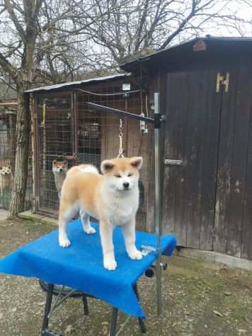 Cucciola di Akita Inu femmina con pedigree ENCI