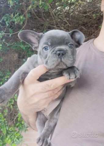 cucciola di bulldog francese