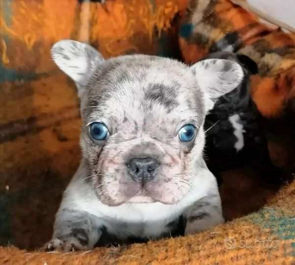 cucciola di bulldog francese