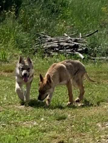 Cucciola di cane lupo cecoslovacco