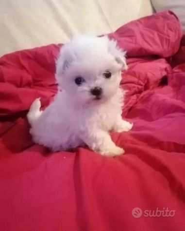 Cucciola di cane maltese femmina