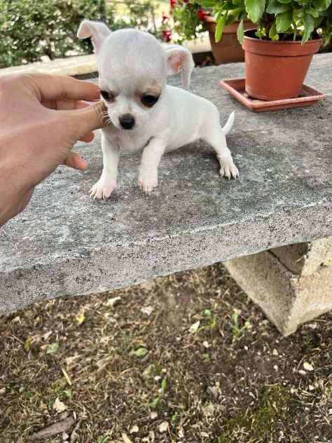 Cucciola di Chihuahua