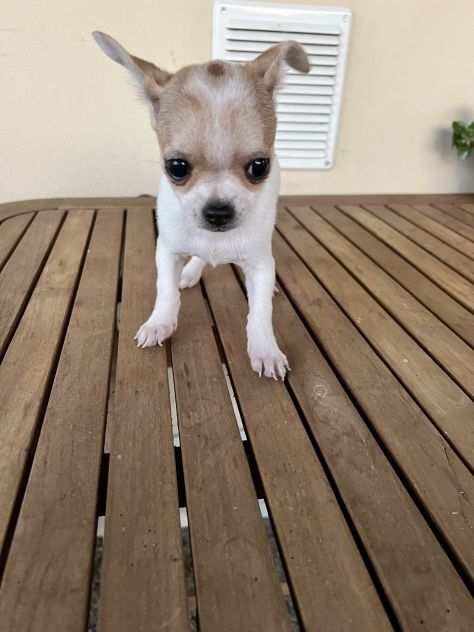 Cucciola di Chihuahua