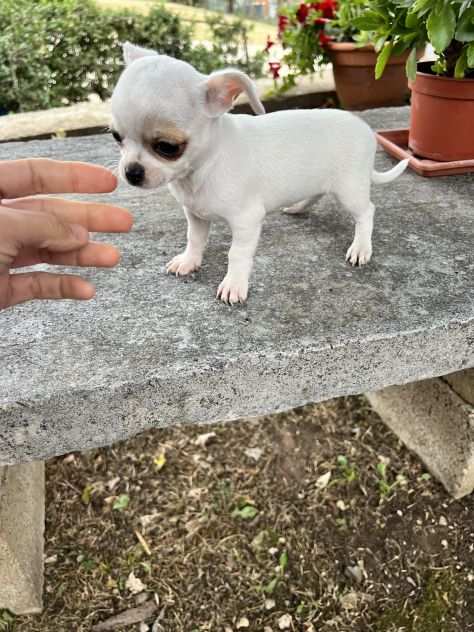 Cucciola di Chihuahua