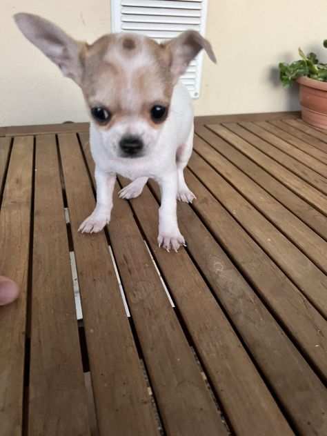 Cucciola di Chihuahua