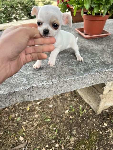 Cucciola di Chihuahua