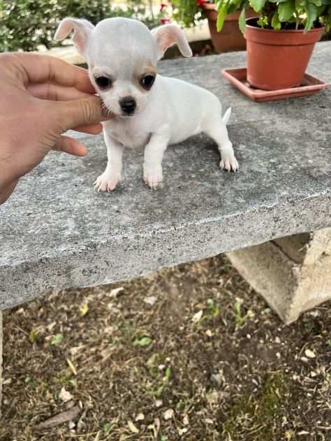 Cucciola di Chihuahua