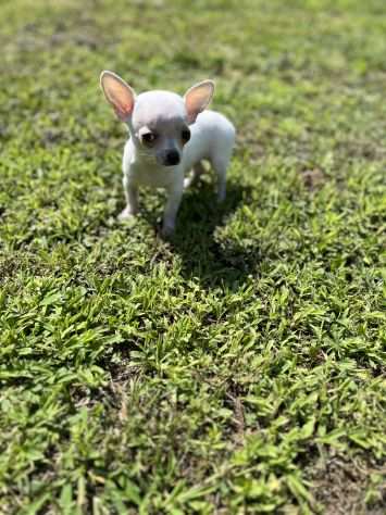 Cucciola di Chihuahua Toy
