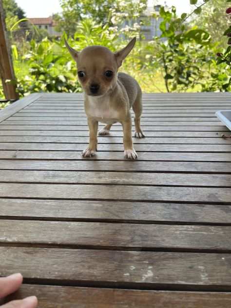 Cucciola di Chihuahua Toy