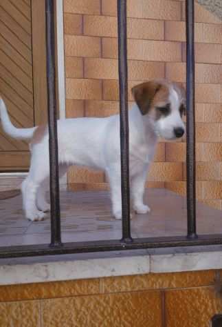 Cucciola di Jack Russell terrier con pedigree