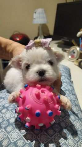 Cucciola di maltese toy con pedigree Enci