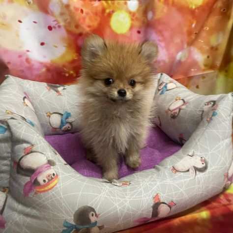 cucciola di Volpino di Pomerania fulvo femmina