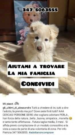 CUcciola in adozione