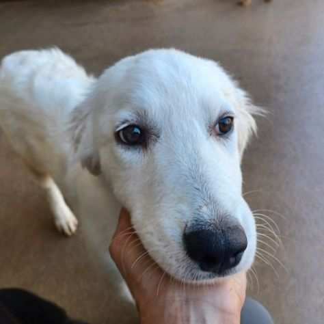 CUCCIOLA IN ADOZIONE AGNESE