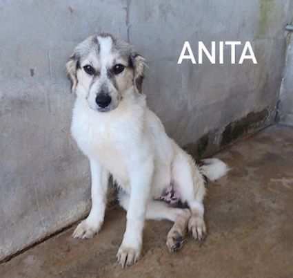 cucciola in adozione Anita