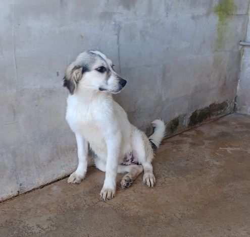 cucciola in adozione Anita