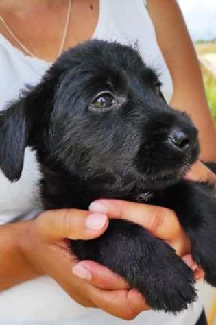 CUCCIOLA IN ADOZIONE AUDRY