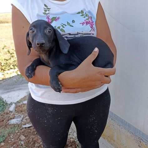 CUCCIOLA IN ADOZIONE LIQUIRIZIA