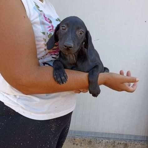 CUCCIOLA IN ADOZIONE LIQUIRIZIA