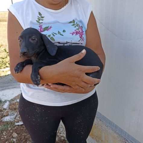 CUCCIOLA IN ADOZIONE LIQUIRIZIA