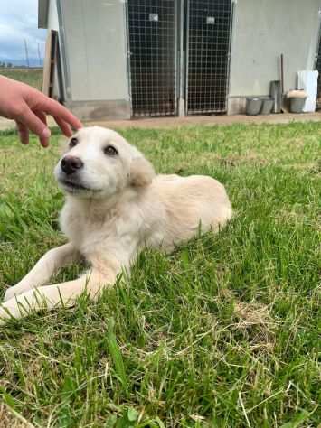 cucciola in adozione MILLY