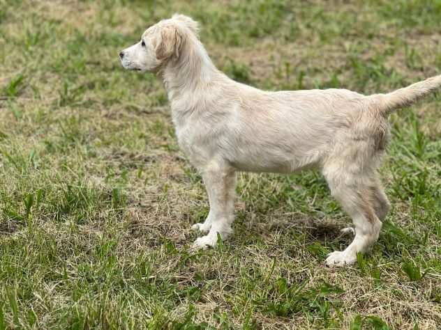 cucciola in adozione MILLY