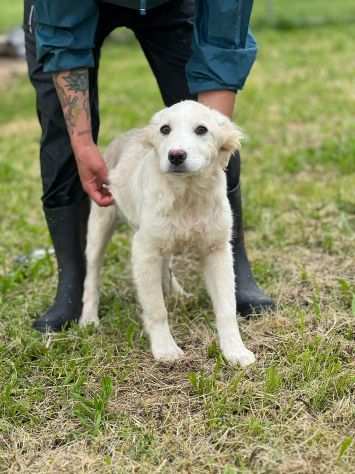 cucciola in adozione MILLY