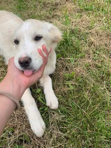 cucciola in adozione MILLY