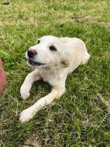 cucciola in adozione MILLY