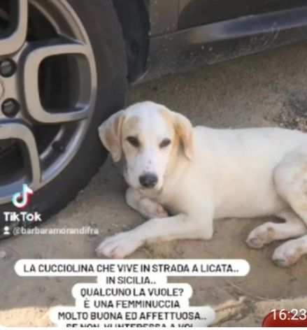 Cucciola in strada POTREBBE VENIRE AL SUD X FAVORE AIUTIAMO SICILIA