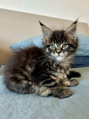 Cucciola Maine Coon