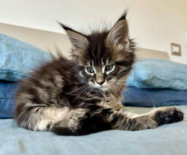 Cucciola Maine Coon