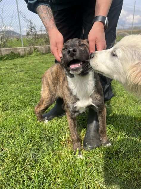 Cucciola meticcia in adozione -Zaira