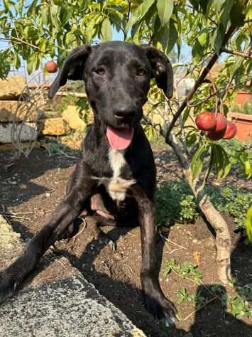 Cucciola nera e condannata