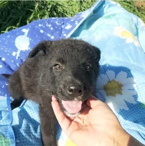 Cucciola taglia media in adozione