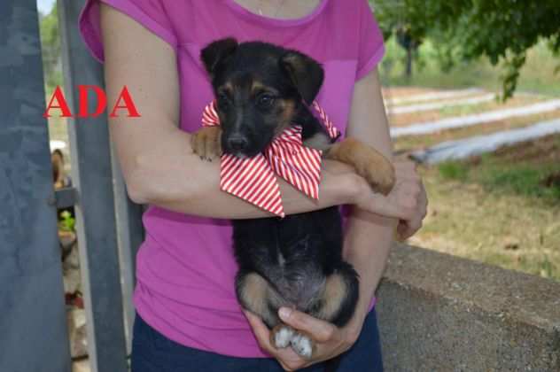 Cucciole Alma e Ada cercano casa