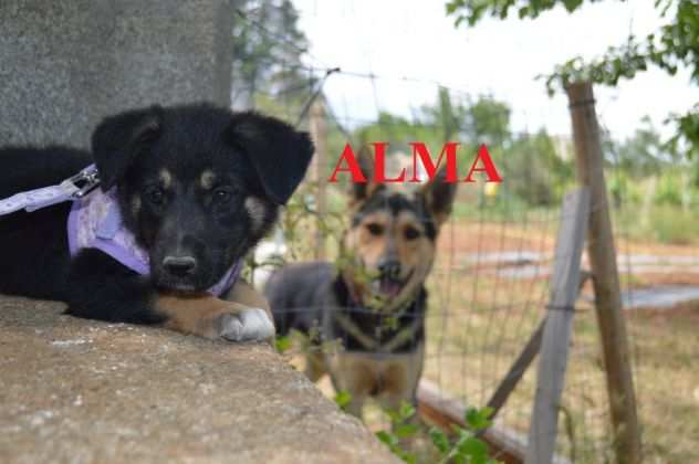 Cucciole Alma e Ada cercano casa