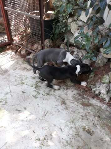 Cucciole Amstaff Blu e Bianco e Nero
