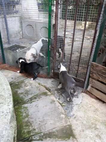 Cucciole Amstaff Blu e Bianco e Nero
