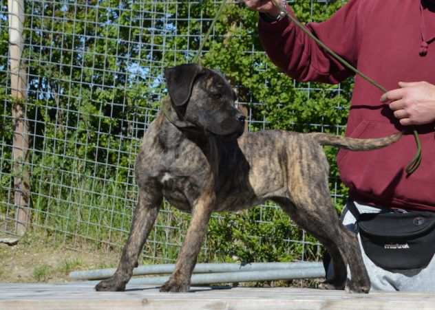 Cucciole Cane Corso