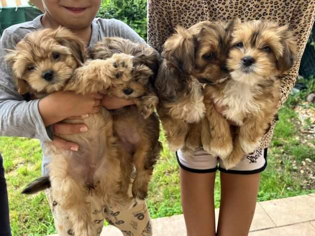 Cucciole di Maltipoo