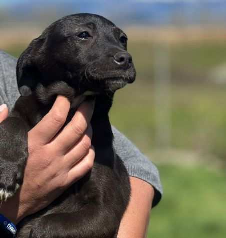 CUCCIOLE IN ADOZIONE 3 MESI TAGLIA MEDIA