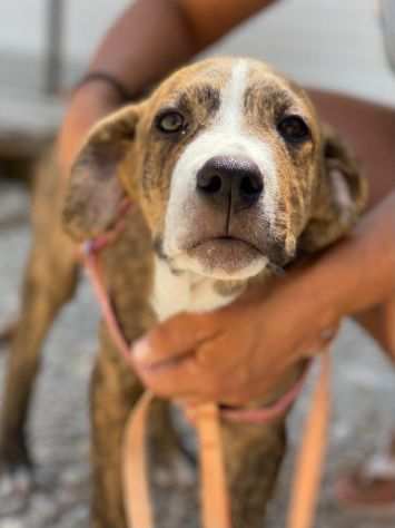 Cucciole simil corso in adozione