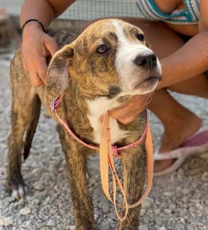 Cucciole simil corso in adozione