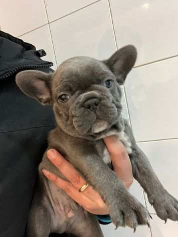 Cuccioletto bulldog francese BLU occhi chiari 4 vaccini e microchip