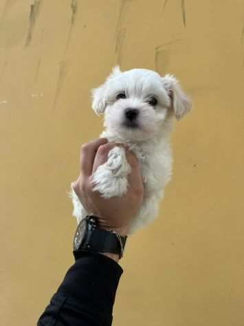 cuccioletto di maltese toy vaccinato subito pronto con microchip