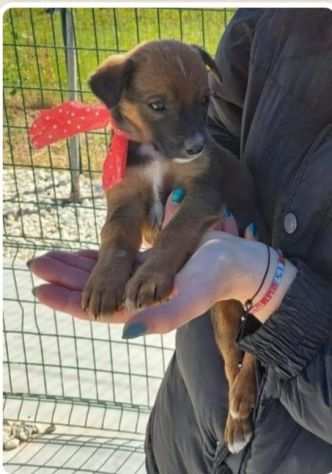 Cuccioli 2mesi medio piccoli simil lupetti SIRACUSA