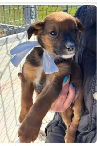 Cuccioli 2mesi medio piccoli simil lupetti SIRACUSA